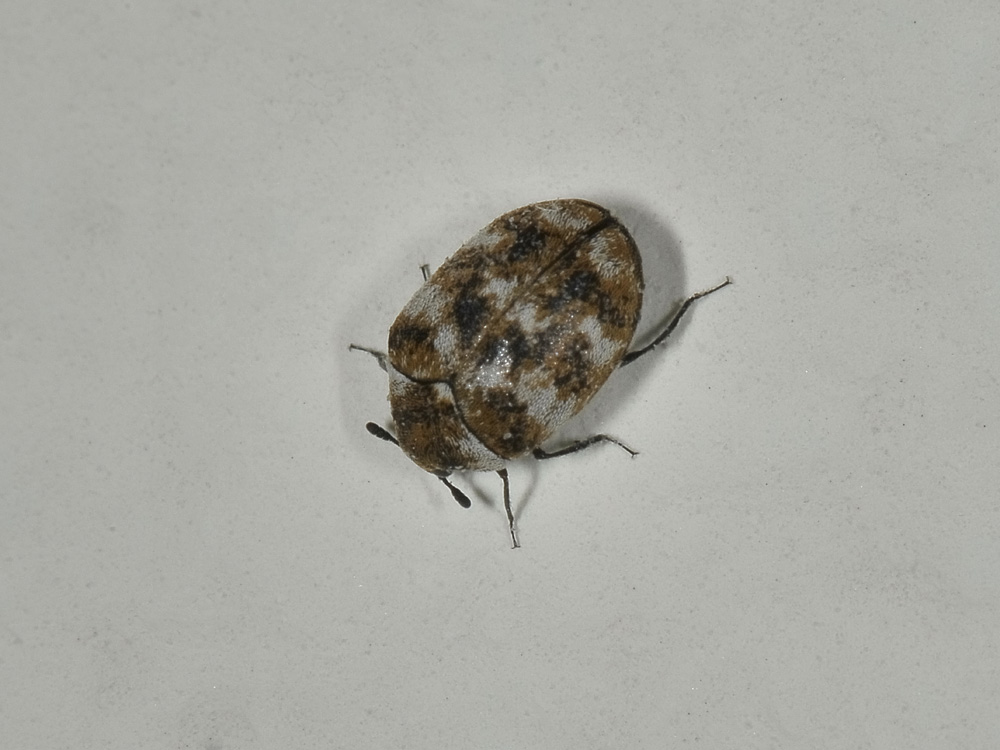 Anthrenus sp. in accoppiamento